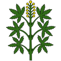 Drapeau de Wangen-Brüttisellen